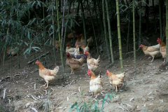 竹林草鸡